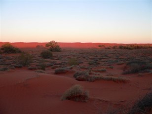 Sand and spinifex