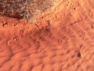 A dingo was here