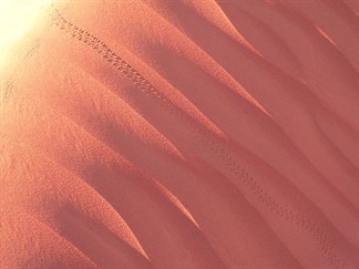 Patterns in the sand - ripples and moth tracks