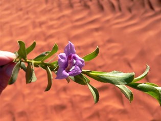 Purple Eremophila - the name means desert loving - how true.