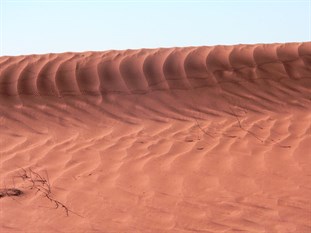 Insect tracks on the dunes