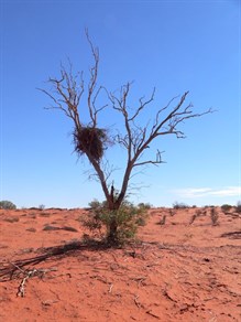 Eagle's nest