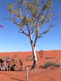Madigan's Blaze tree