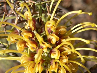 Spiky Hakea