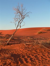 Dead trees overcome by sand and heat
