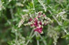 Seaberry Saltbush - Rhagodia candolleana. 