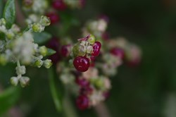 Seaberry Saltbush - Rhagodia candolleana