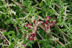Seaberry Saltbush - Rhagodia candolleana