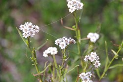 Fireweed  Ixodia achillaeoides. 
