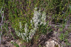 Twiggy Daisy-bush  Olearia ramulosa.  