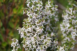 Twiggy Daisy-bush  Olearia ramulosa.  