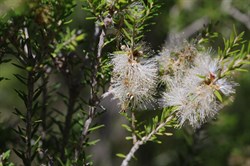 Dryland Tea-tree  Melaleuca lanceolata. 