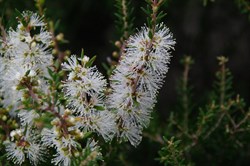 Dryland Tea-tree  Melaleuca lanceolata. 
