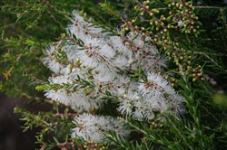 Dryland Tea-tree  Melaleuca lanceolata. 