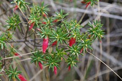 Flame Heath  Astroloma conostephioides. 