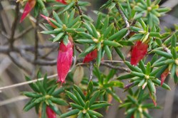 Flame Heath  Astroloma conostephioides. 