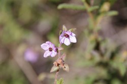 Paper Flower  Thomasia petalocalyx. 
