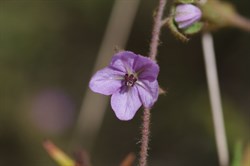 Paper Flower  Thomasia petalocalyx. 