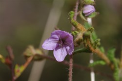 Paper Flower  Thomasia petalocalyx. 