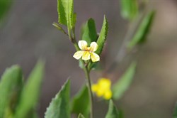 Hop Googenia  Goodenia ovata. 
