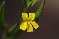 Hop Googenia  Goodenia ovata. 