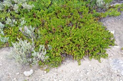 Hop Googenia  Goodenia ovata. 
