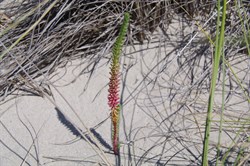 Sea Spurge  Euphorbia paralias