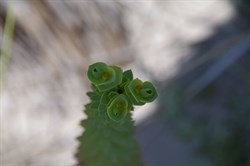 Sea Spurge  Euphorbia paralias