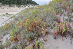 Sea Spurge  Euphorbia paralias