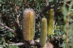 Silver Banksia  Banksia marginate. 