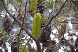Silver Banksia  Banksia marginate. 