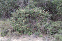 Silver Banksia  Banksia marginate. 