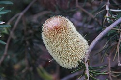 Silver Banksia  Banksia marginate. 