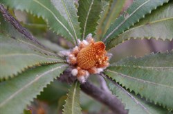 Desert Banksia  Banksia ornate. 