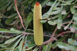 Desert Banksia  Banksia ornate. 