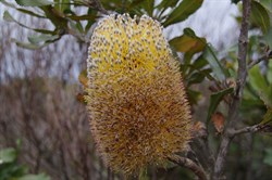 Desert Banksia  Banksia ornate. 