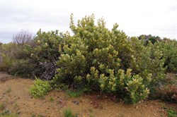 Desert Banksia  Banksia ornate. 