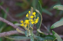 Scented Groundsel  Senecio odoratus