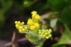 Scented Groundsel  Senecio odoratus