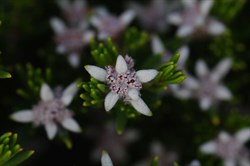 Narrow Leaved Spyridium  Spyridium phylicoides
