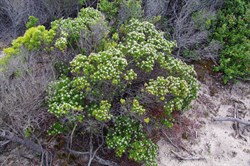 Narrow Leaved Spyridium  Spyridium phylicoides