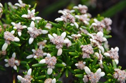 Narrow Leaved Spyridium  Spyridium phylicoides