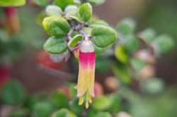 KI Correa  Correa backhousenna var. orbicularis