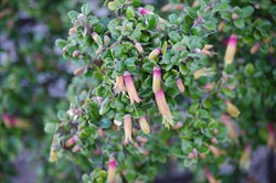 KI Correa  Correa backhousenna var. orbicularis