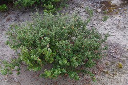 KI Correa  Correa backhousenna var. orbicularis