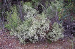 Common Sour Bush  Choretrum glomeratum