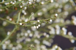 Common Sour Bush  Choretrum glomeratum