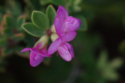 Australian Trefoil  Lotus australis