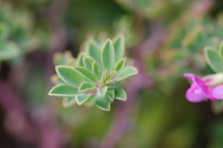 Australian Trefoil  Lotus australis