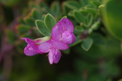 Australian Trefoil  Lotus australis